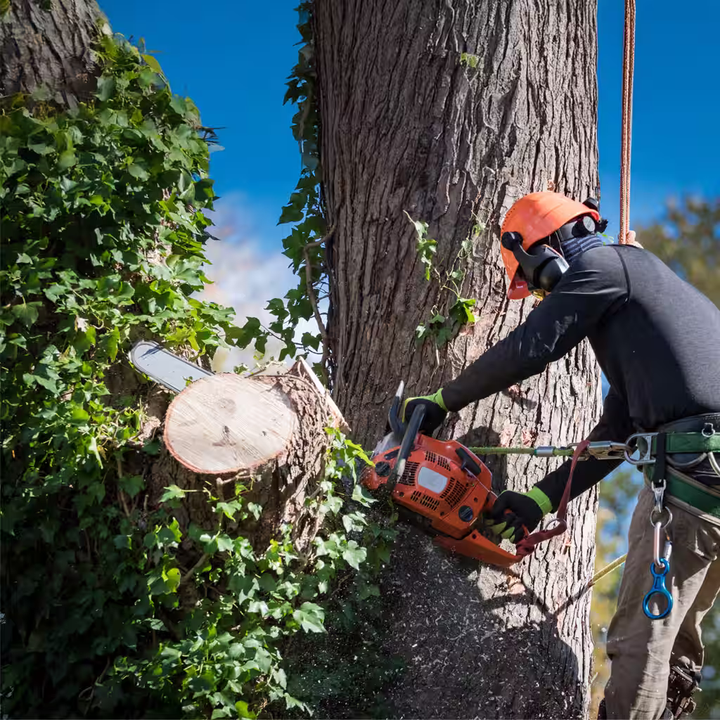 Tree removal crew at work in Charlotte, NC using professional equipment